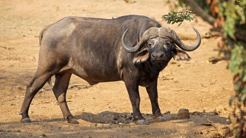 Cape Buffalo