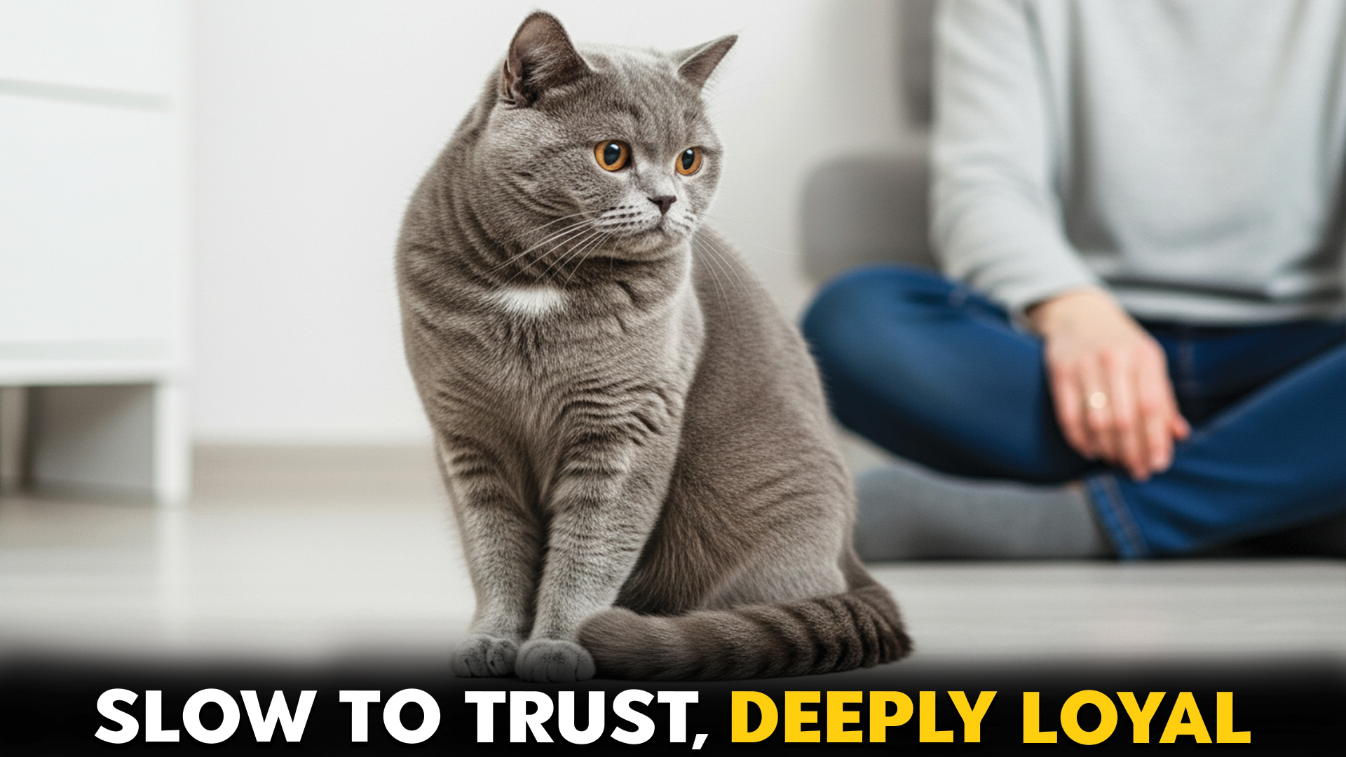 Cat-Breeds-That-Are-Slow-to-Trust