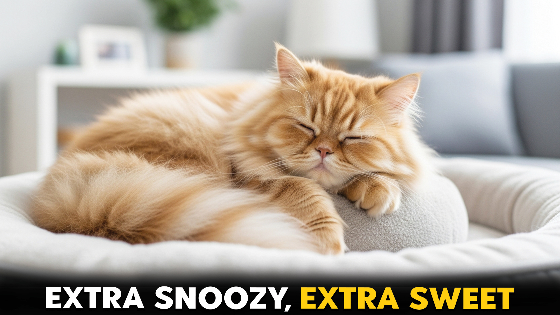 Cat-Breeds-That-Prefer-Long-Sleep-Cycles