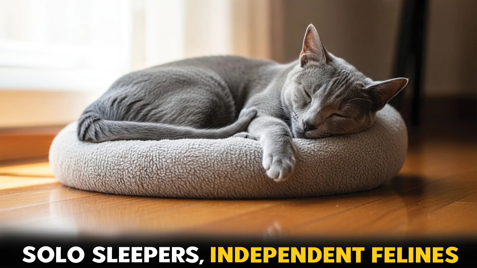 Cat-Breeds-That-Prefer-Sleeping-Alone