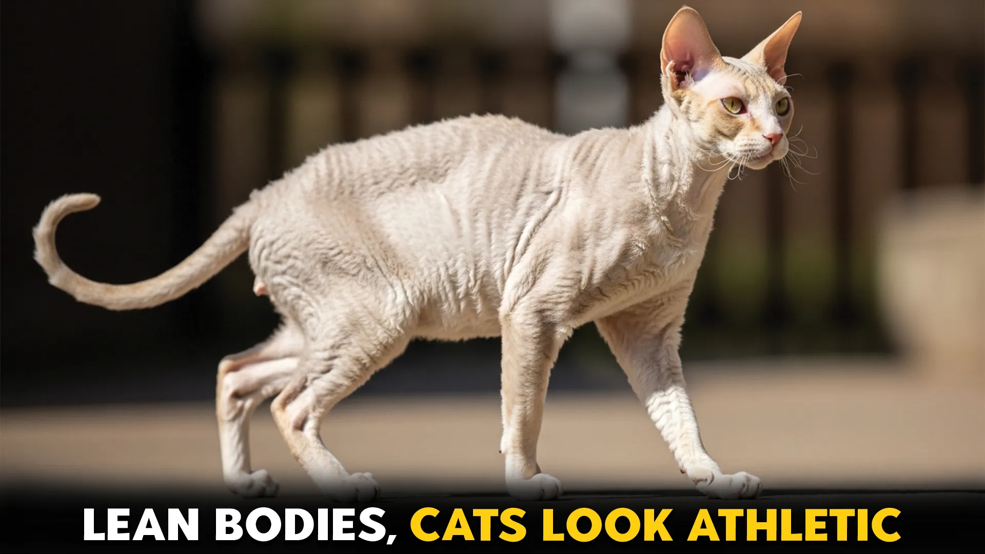 cat breeds with naturally low body fat