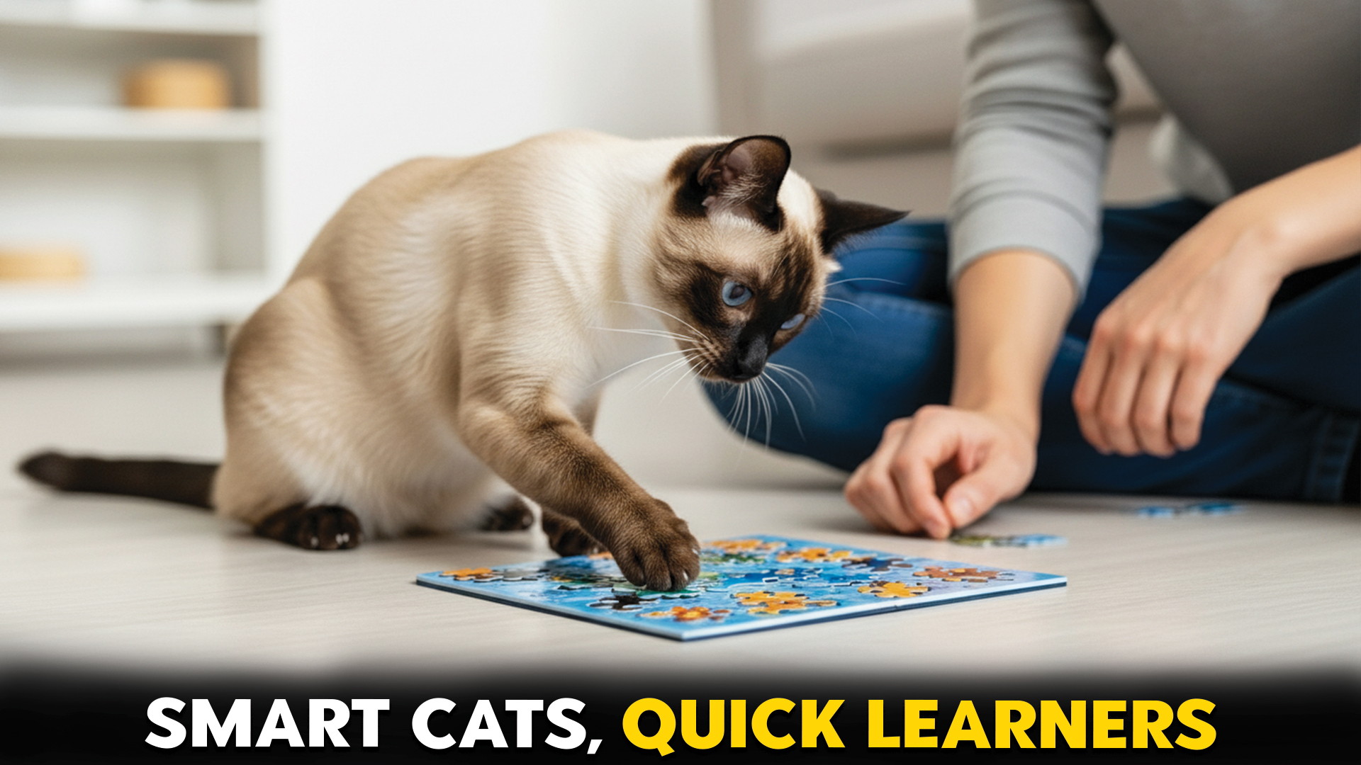 Cat-breeds-known-for-high-intelligence
