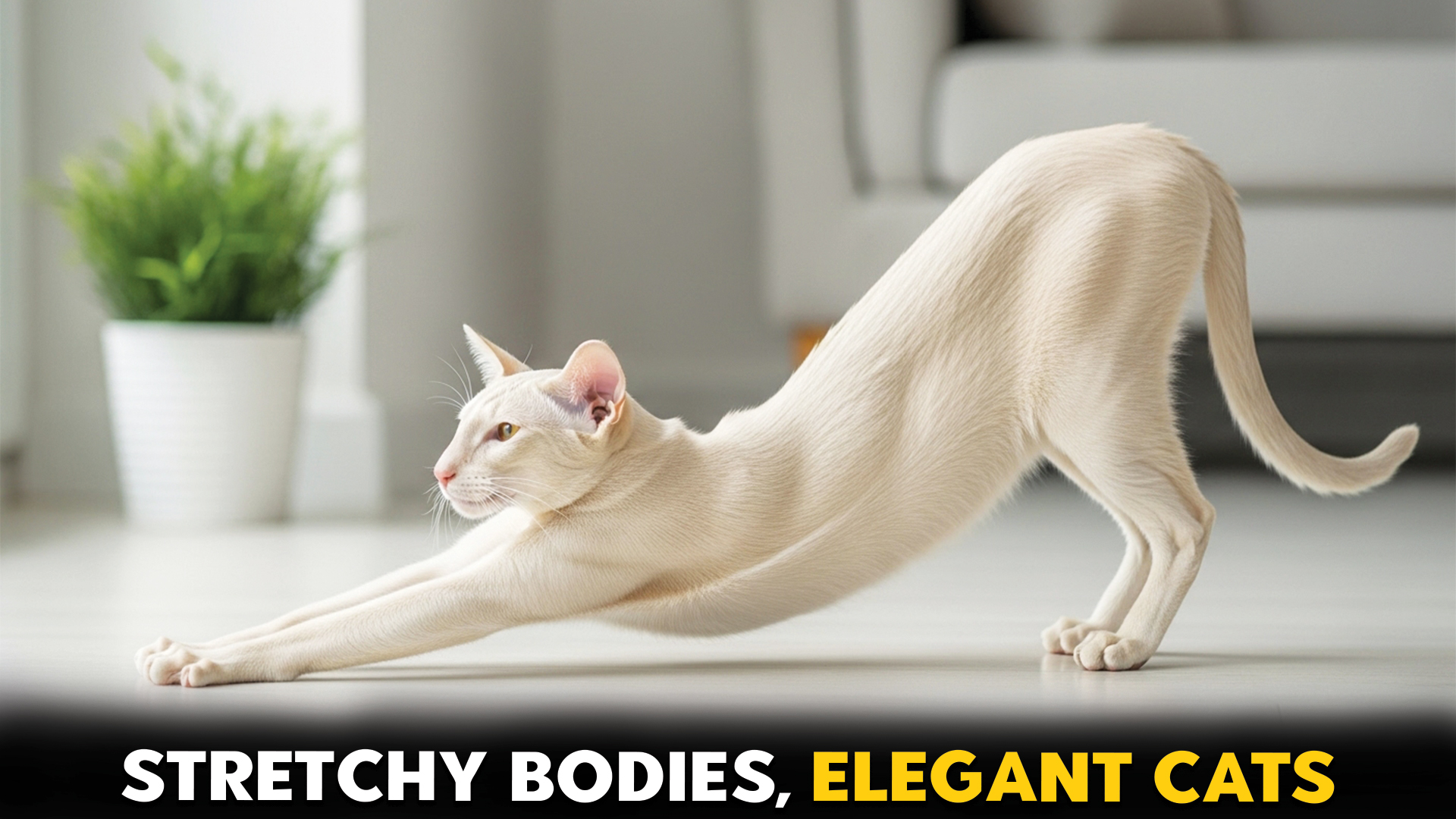 Cat-breeds-with-elongated-body-shapes