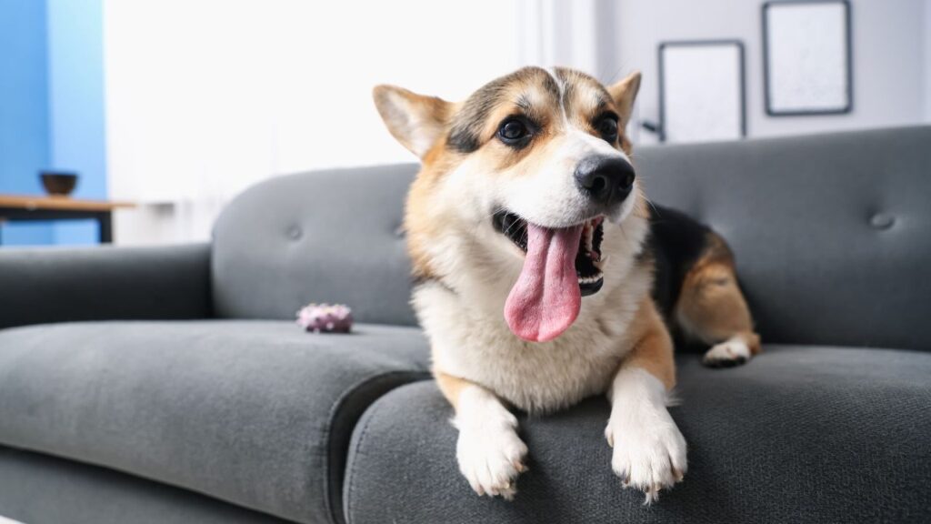 China is home to an estimated 52.6 million dogs