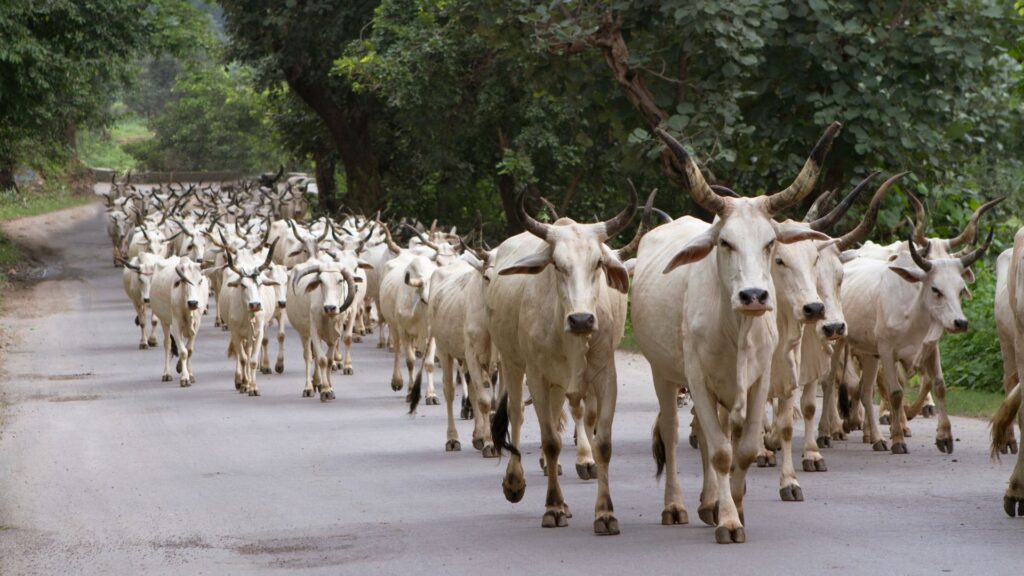 Cows (Females) Are Responsible for 6 Deaths Each Year (Gizmodo)