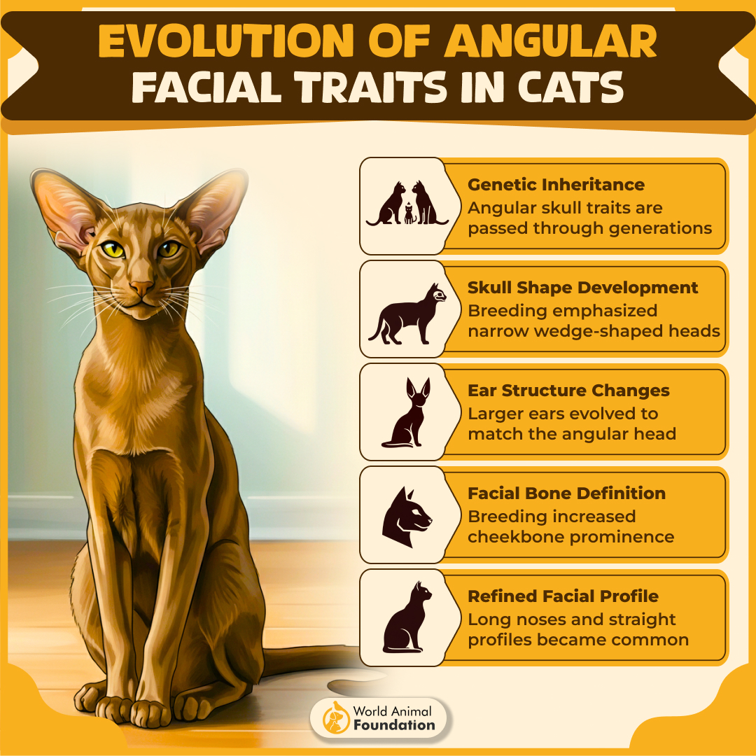 7 Cat Breeds With Angular Faces