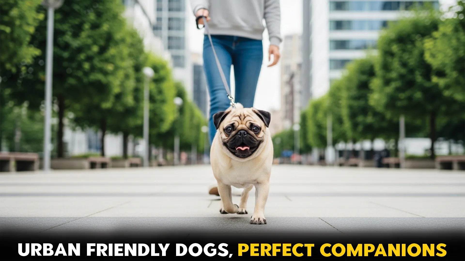 Excellent-Dog-Breeds-for-Thriving-in-Urban-Environments