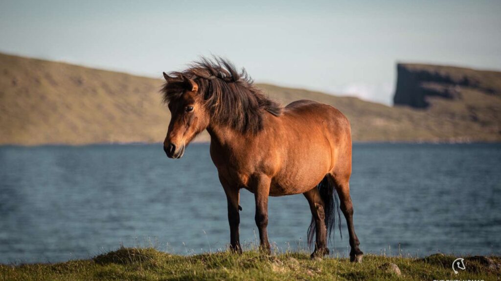 Faroe Pony 