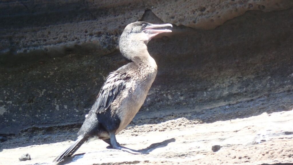  Flightless Cormorant