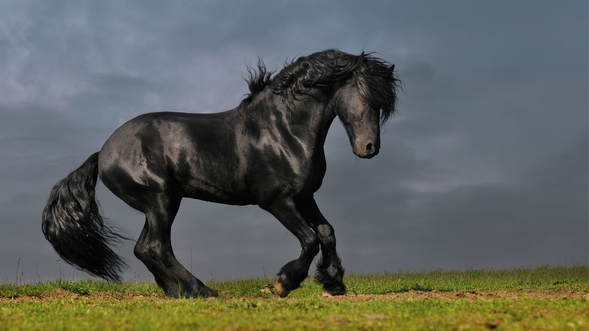 Friesian