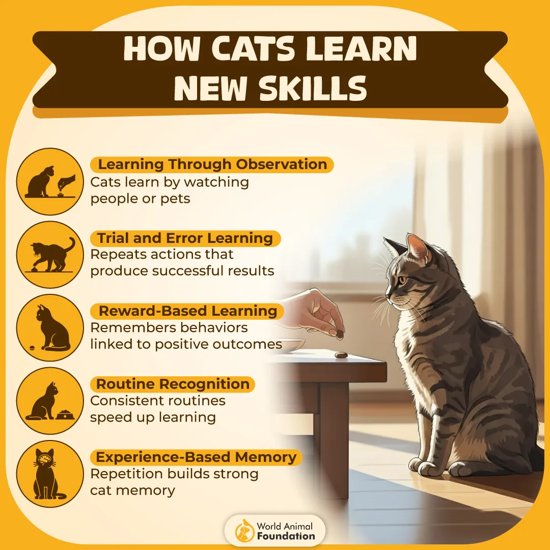 How Cats Learn New Skills-01