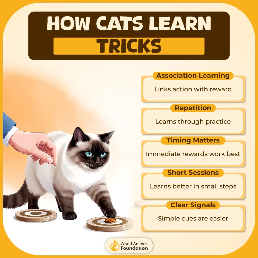 How Cats Learn Tricks-01