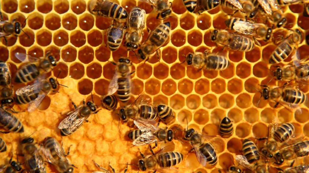 How Many Bees Are in the World