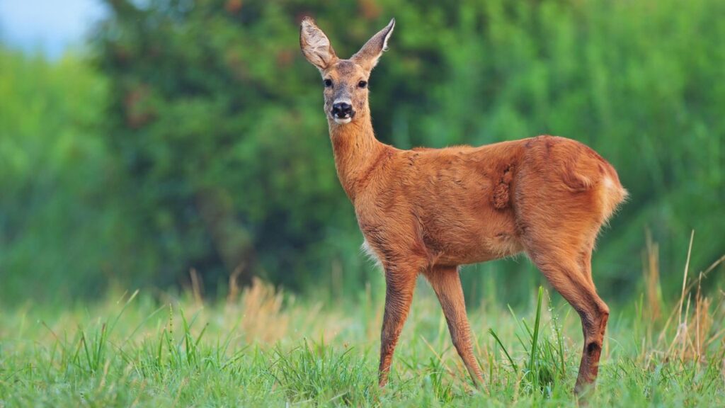 How Many Deer Are In The US