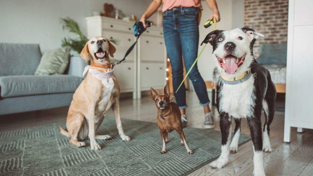 How Many Dogs Are in the World?