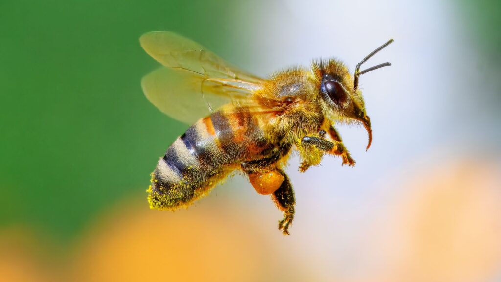 Interesting Facts About Bees