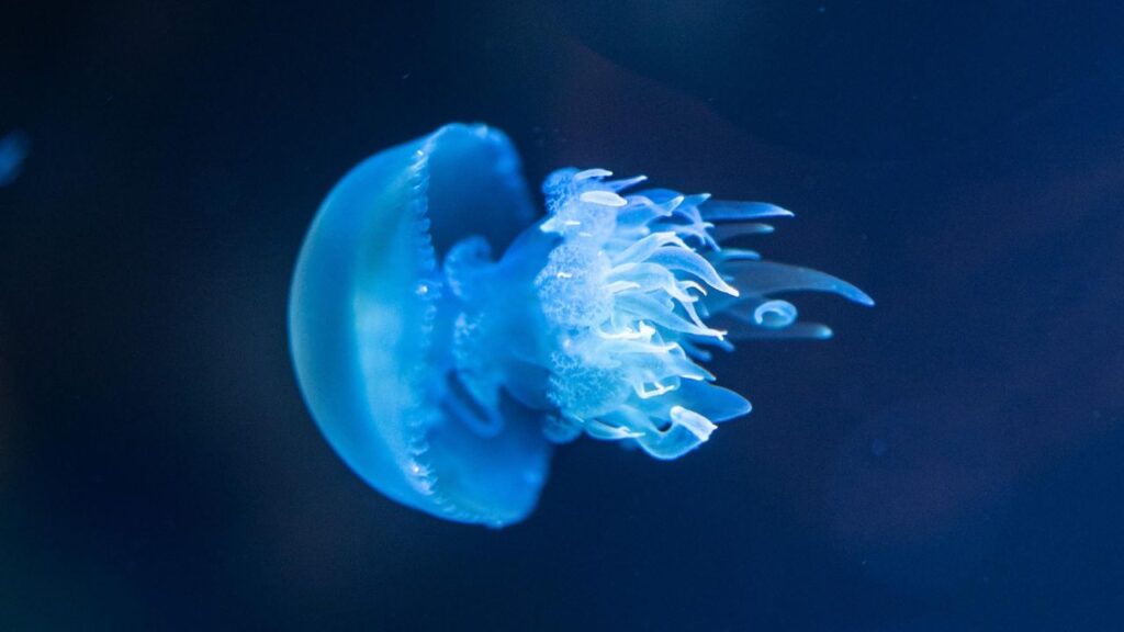 Jellyfish 