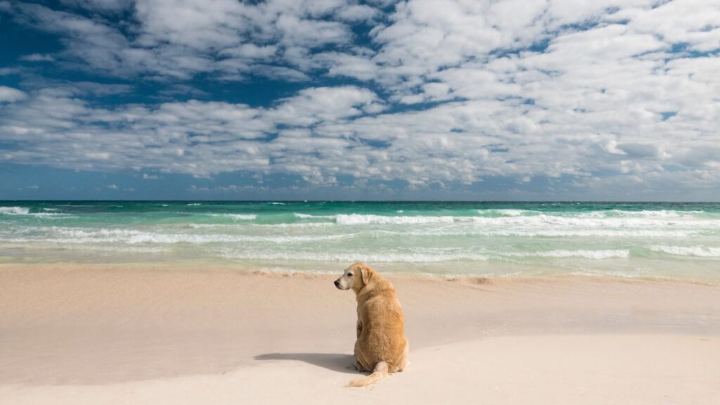 Jupiter Dog Beach