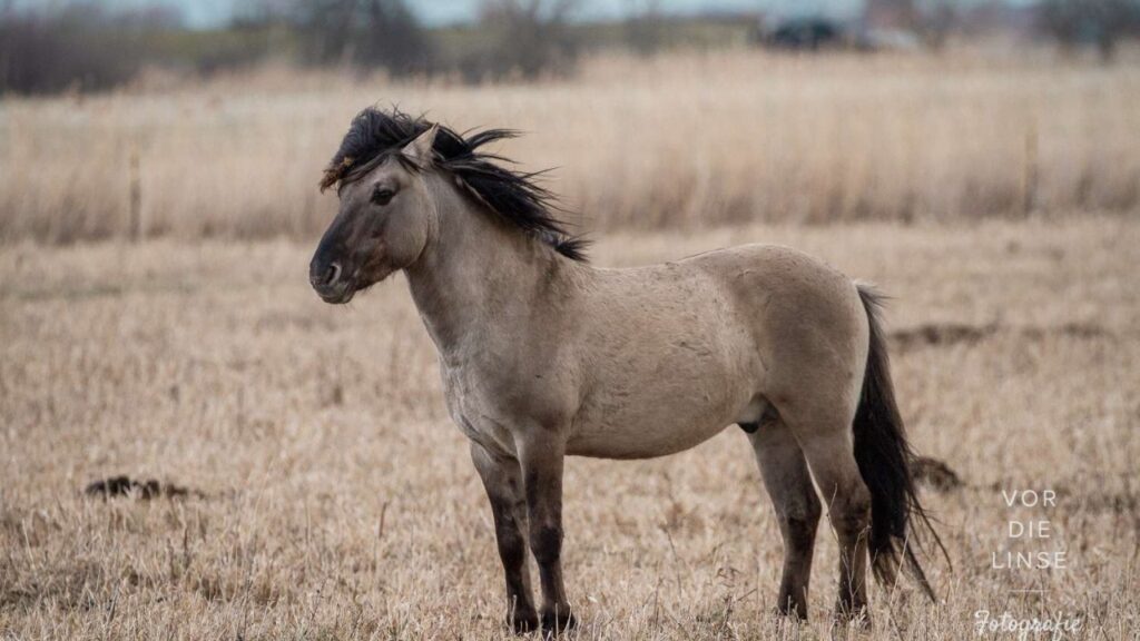 Konik Horse
