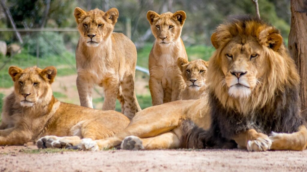 what is the most dangerous animal in the world