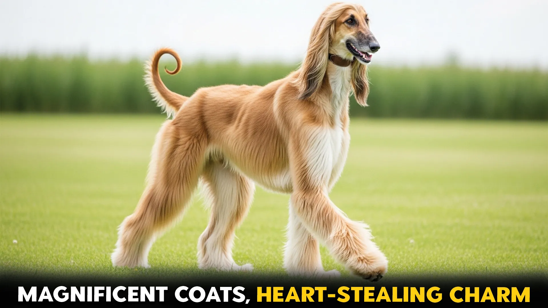 long haired dog breeds with mangnificent flowing