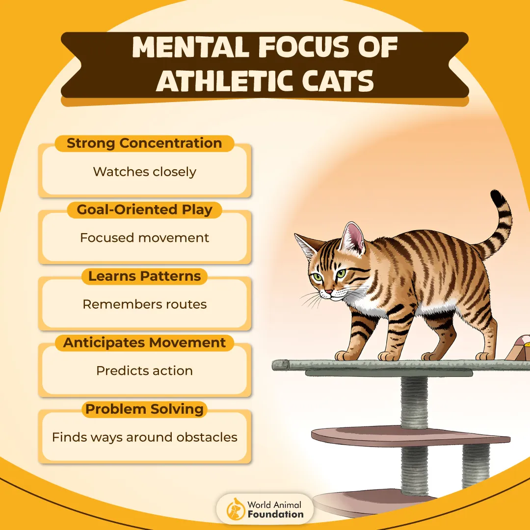 Mental Focus of Athletic Cats-01
