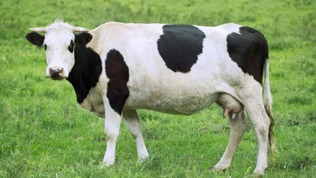 Milk-Producing Cow