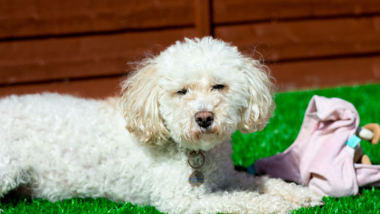 Miniature Poodle