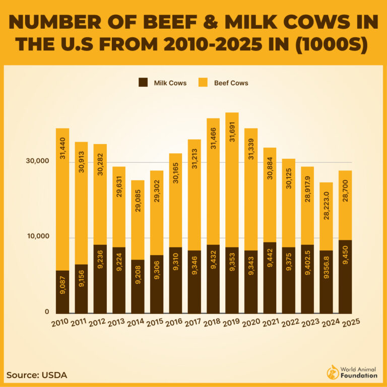 How Many Cows Are In The US In 2026