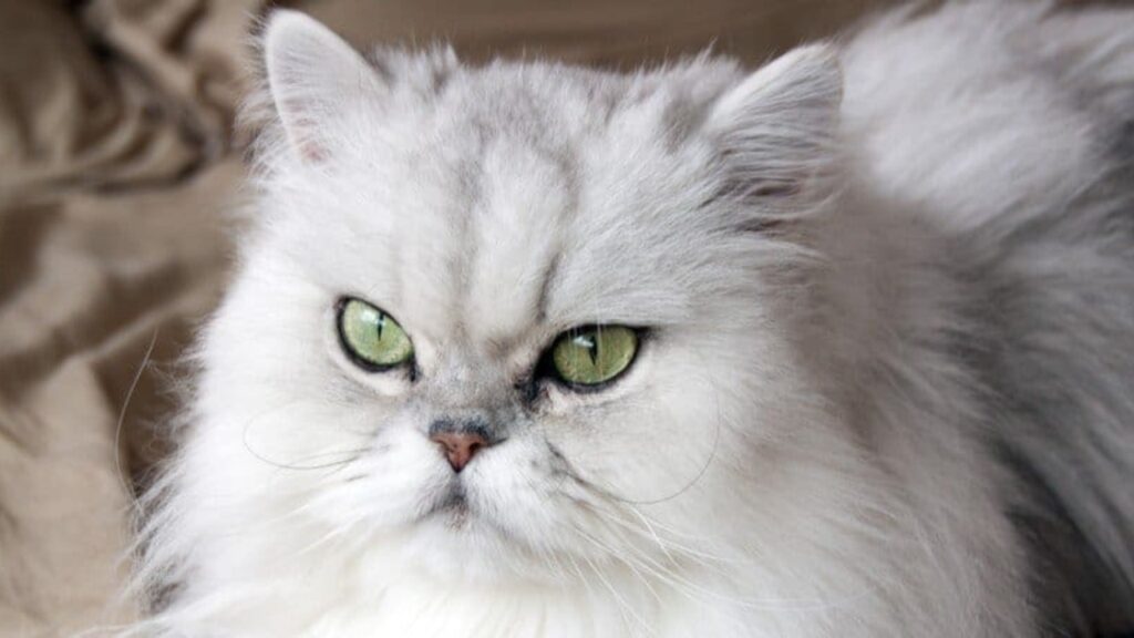 PERSIAN CAT 