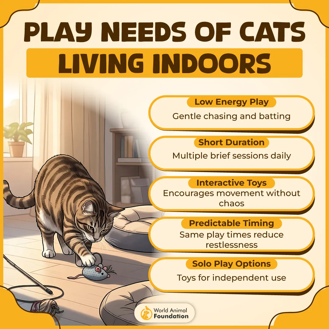 Play Needs of Cats Living Indoors-01