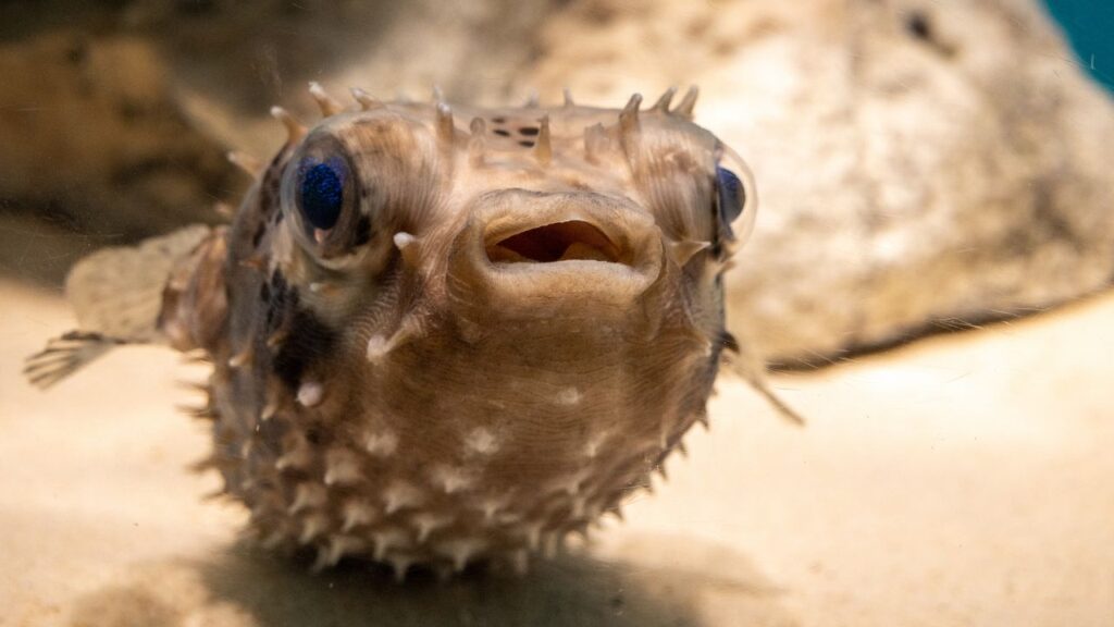 Pufferfish 