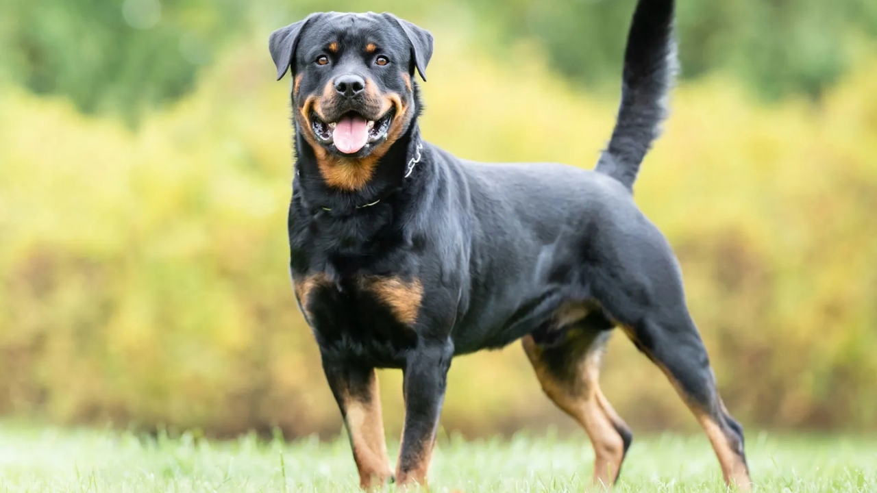 Rottweiler