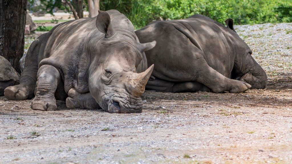 Animals Killed Each Day