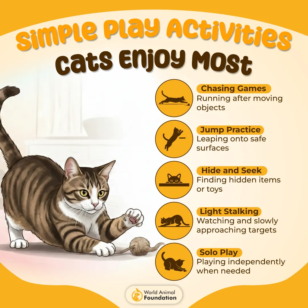 Simple Play Activities Cats Enjoy Most-01