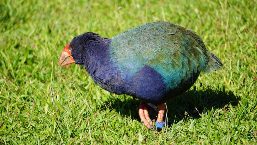 Takahē