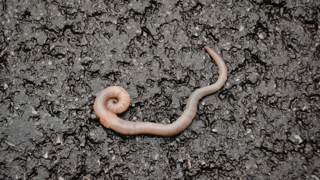 Tapeworm 