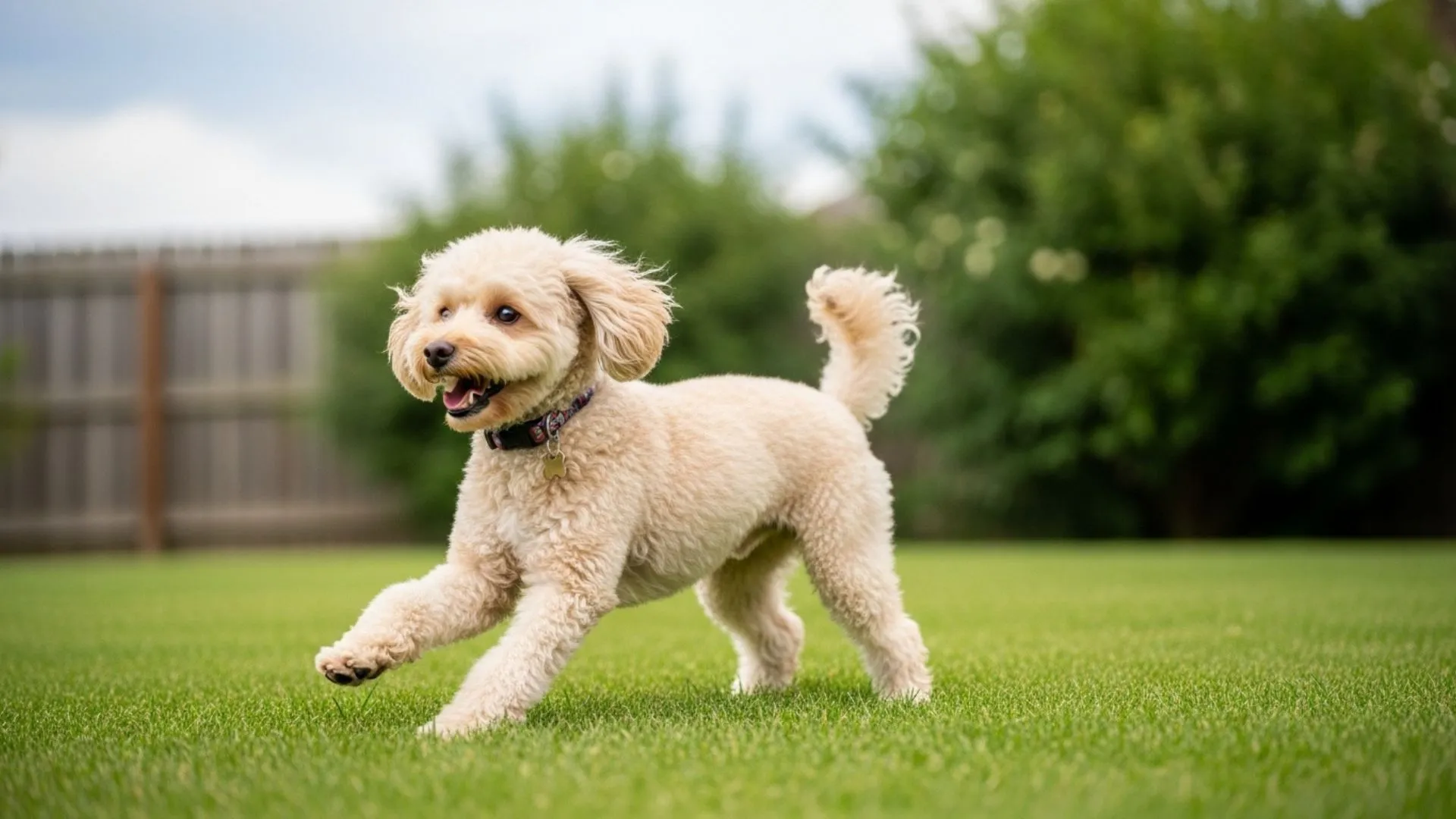 The 7 Most Lively Small Dog Breeds for Playful Adventures