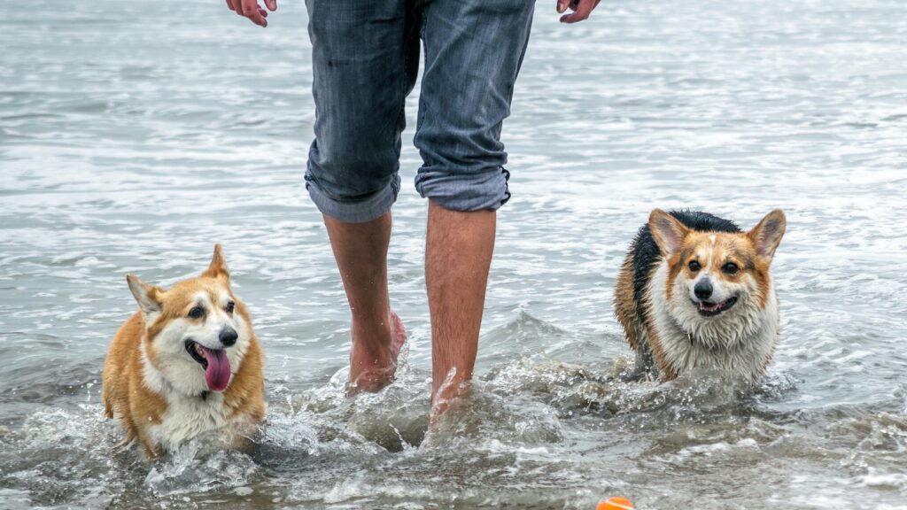 The Original Dog Beach