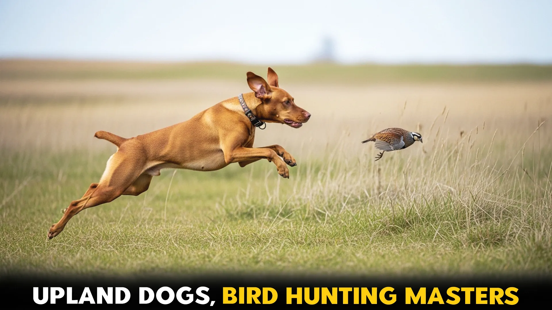 top 10 dog breeds for upland bird hunting