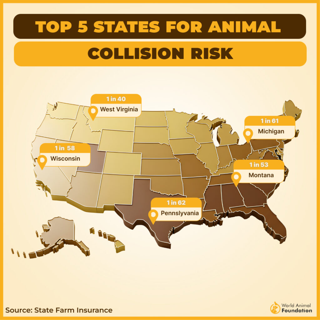 the top 10 states about animal vehicle collision