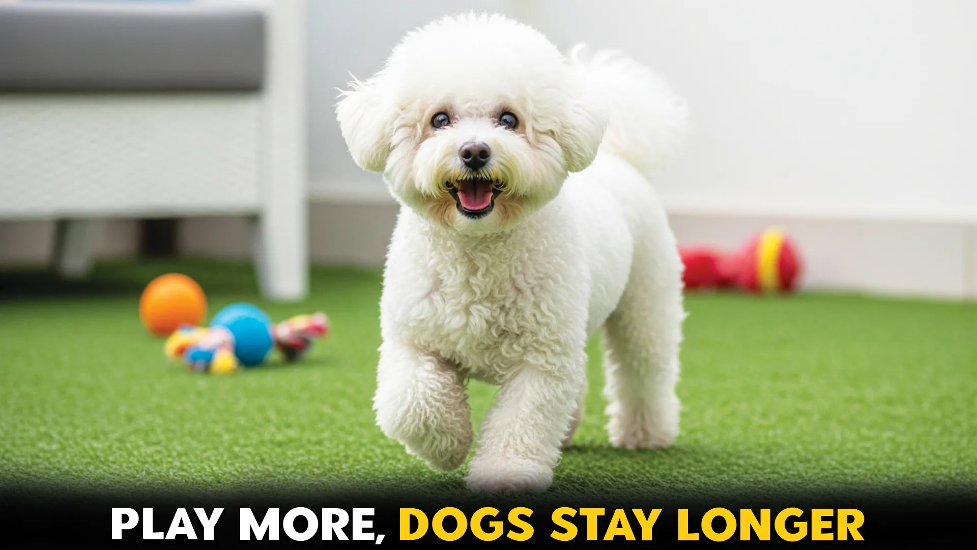 top 7 dog breeds known for longevity and playfulness