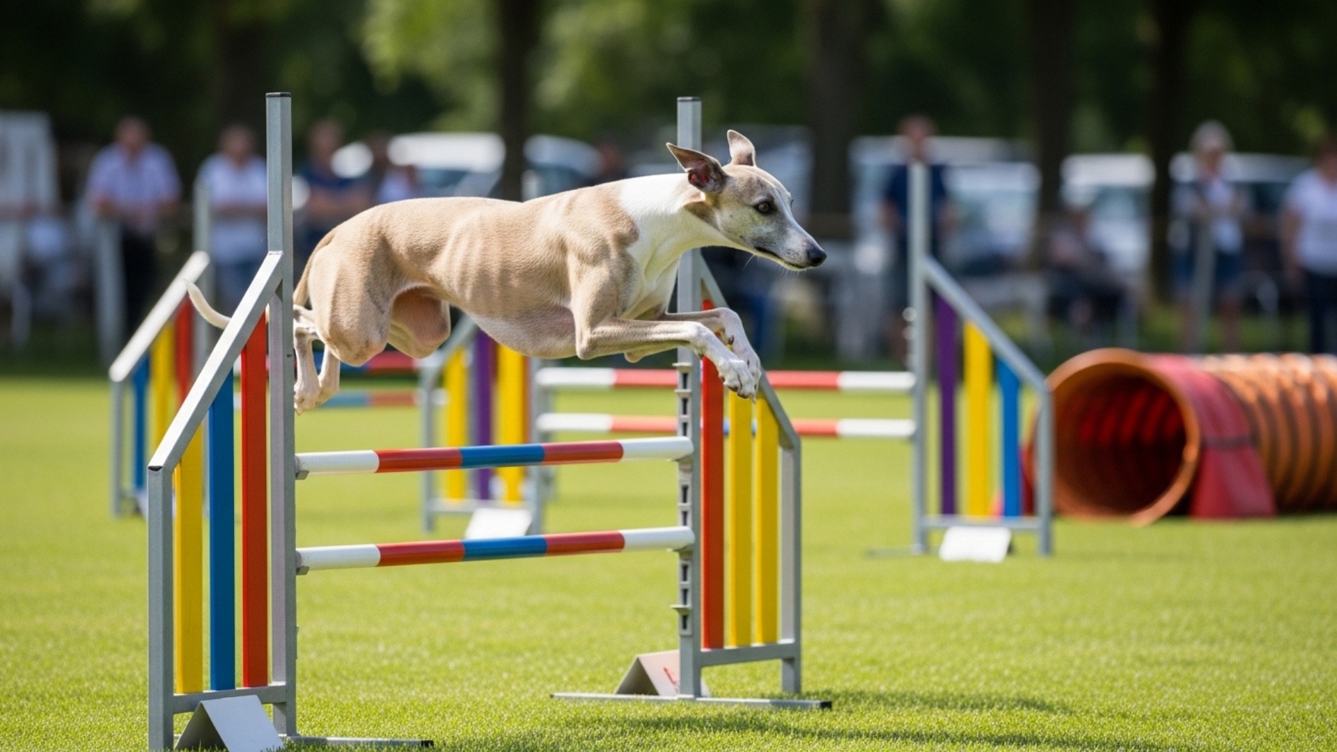 Top 7 Dog Breeds Perfect for Agility and Dog Sports