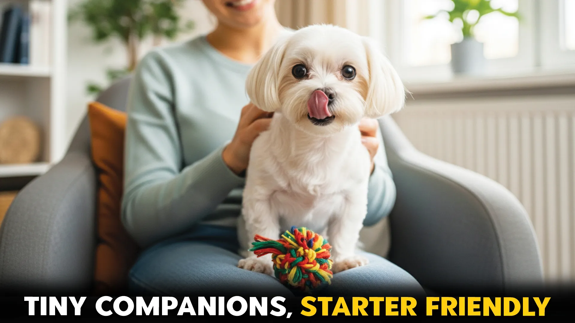 Top-7-Pocket-Sized-Dog-Breeds-for-First-Time-Owners[1]