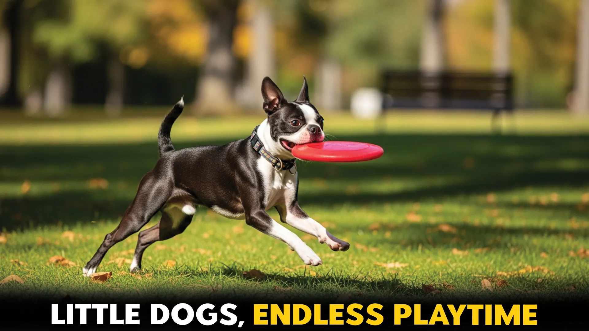 Top-7-Small-and-Playful-Dog-Breeds-That-Bring-Endless-Energy
