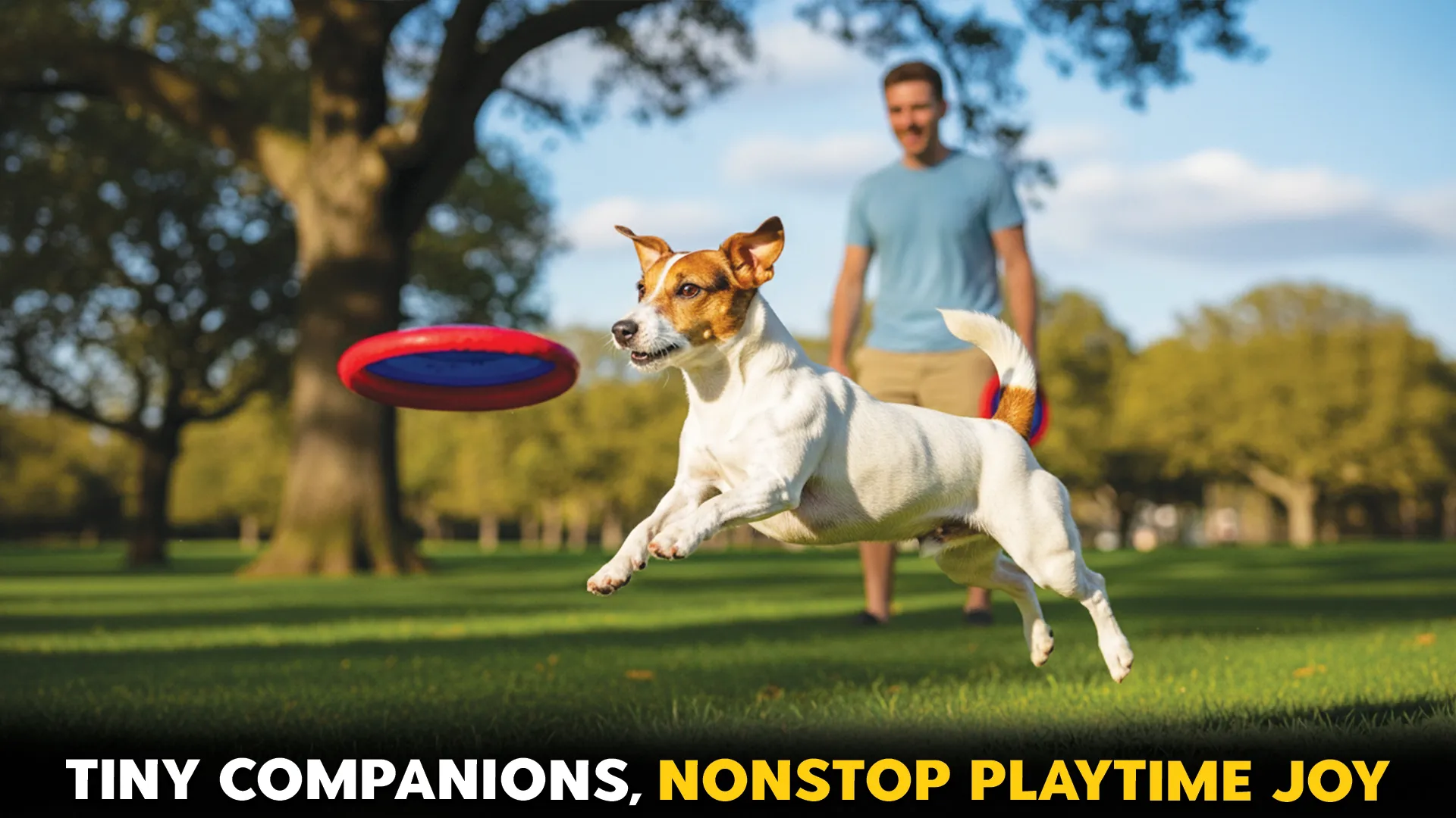 Top-8-Dog-Breeds-for-Small,-Playful-Energy---Find-Your-Perfect-Pup