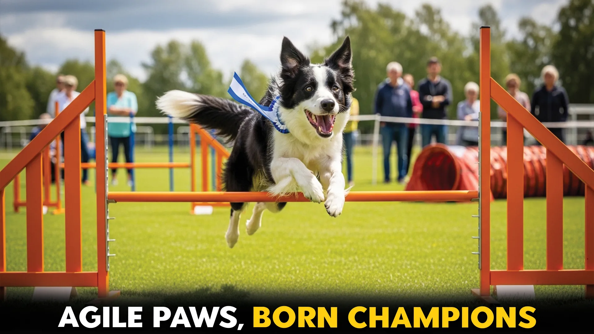 top 9 agile dog breeds for competition and fun jump run and win