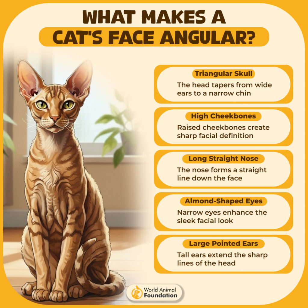 WHAT MAKES A
CAT'S FACE ANGULAR?