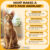 7 Cat Breeds With Angular Faces