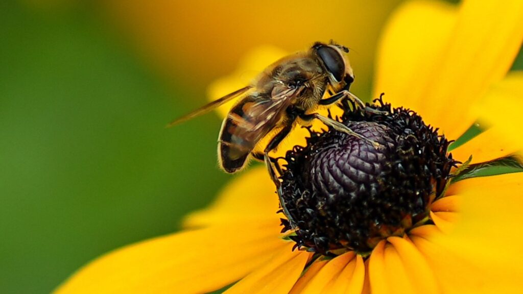 Yellow-Faced Bee Species